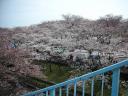 歩道橋の上からの桜