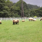 羊いっぱい