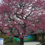 昭和記念公園　梅の花１