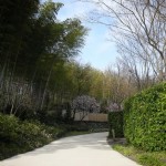 昭和記念公園　梅の花２