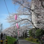 2010桜　2