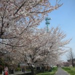 2011多摩川桜　2