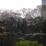 2011靖国神社桜　4