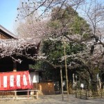 2011靖国神社桜　3