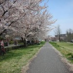 2011多摩川桜　1