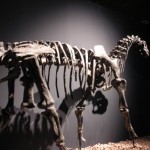 恐竜博2011　3