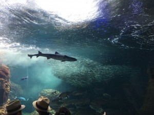 新江ノ島水族館20170708 4