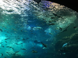 新江ノ島水族館20170708 3